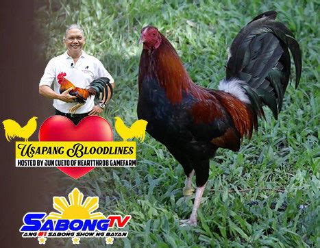 sabong tv usapang bloodline|Usapang Bloodlines: Slim Benoist Silver Bullet Kelso Charlie.